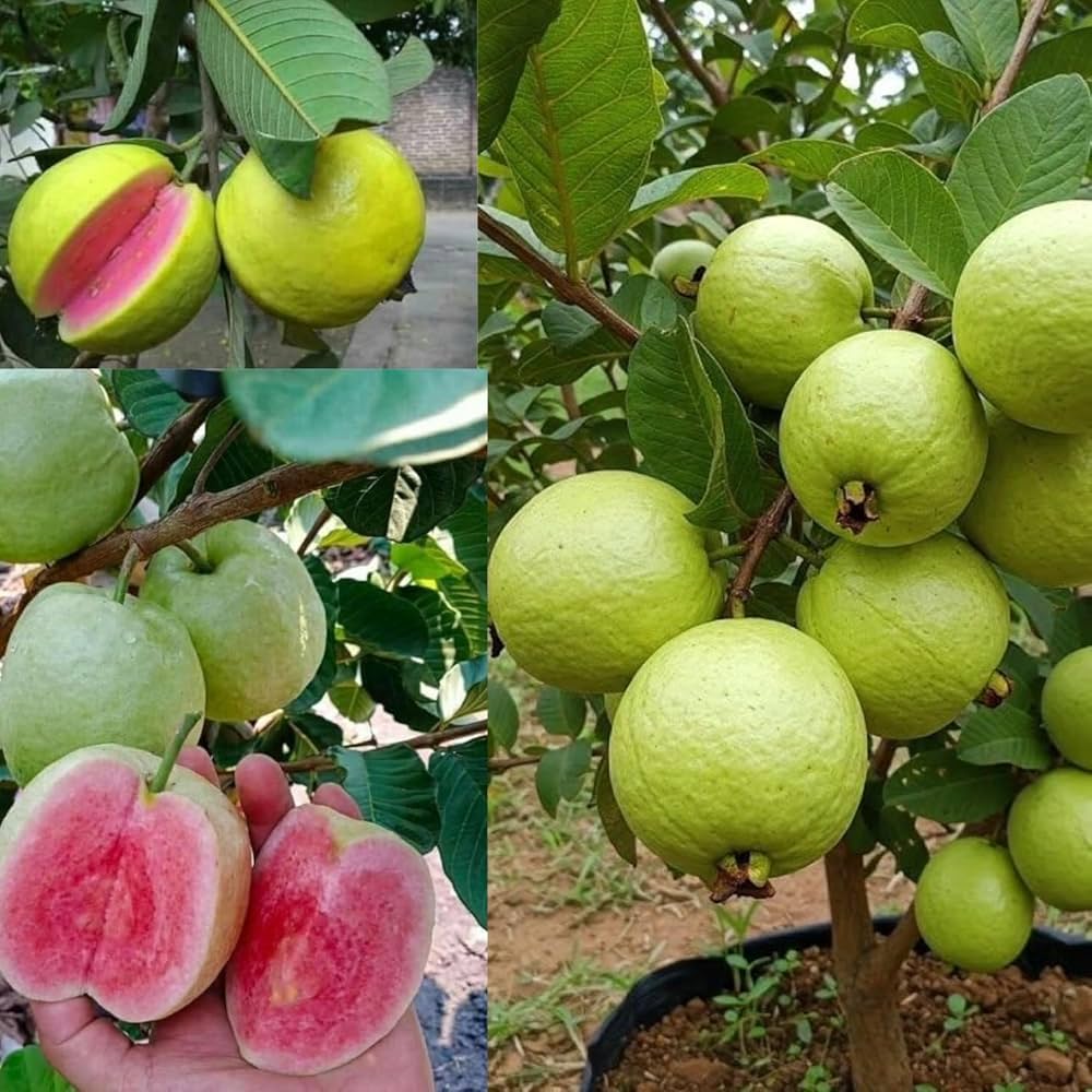 Taiwan Pink Guava (1 ft) Plants — Guava sapling available at Agro Nursery Garden